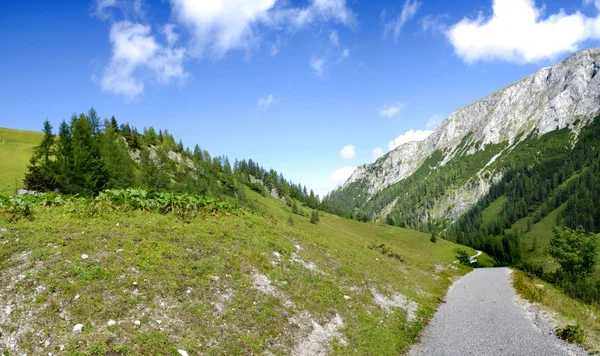 Альпійський луг і дорога — стокове фото