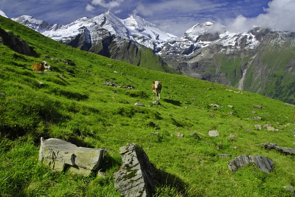 阿尔卑斯山和奶牛 — 图库照片