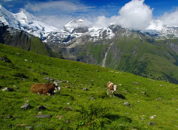 Alpok és a tehenek — Stock Fotó