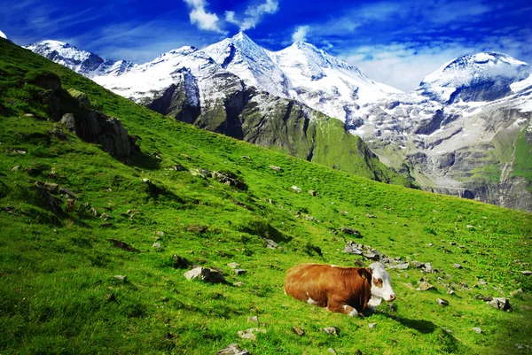 阿尔卑斯山和奶牛 — 图库照片