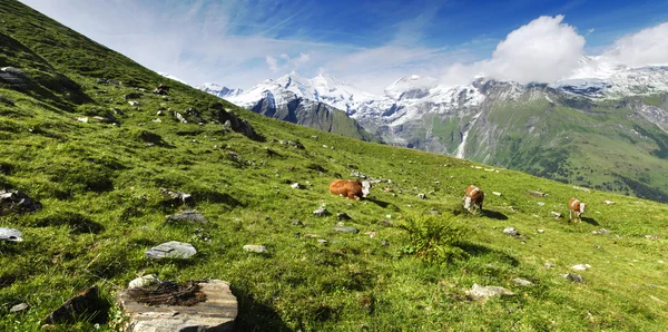 Alpen en koeien — Stockfoto