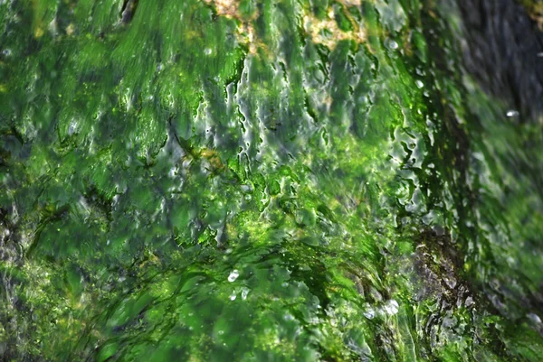 Морские водоросли и волны — стоковое фото
