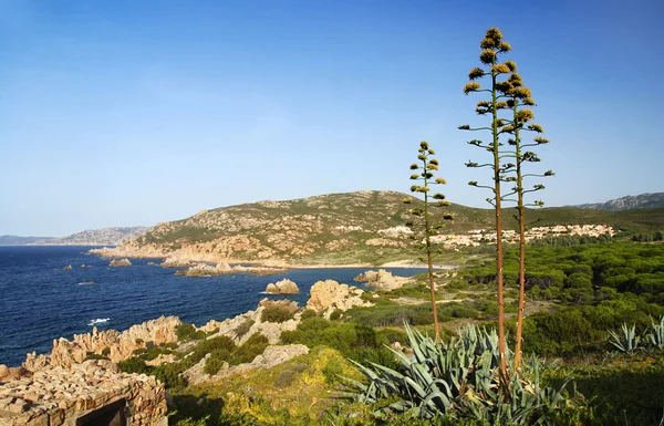 Pobřeží Sardinie a agáve — Stock fotografie