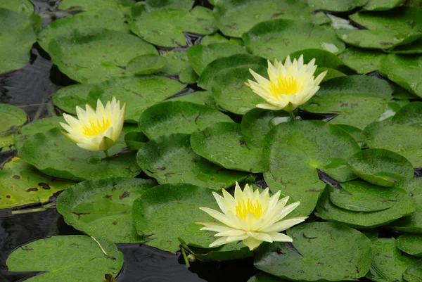 Water lilies — Stock Photo, Image