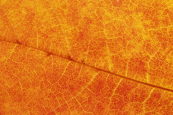 Goldenes Herbstblatt — Stockfoto