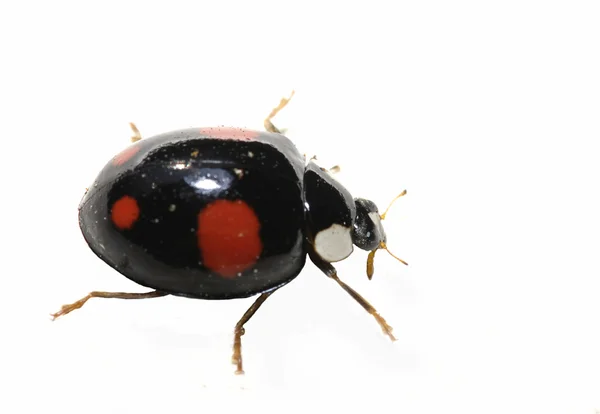 黑色瓢虫 bug — 图库照片