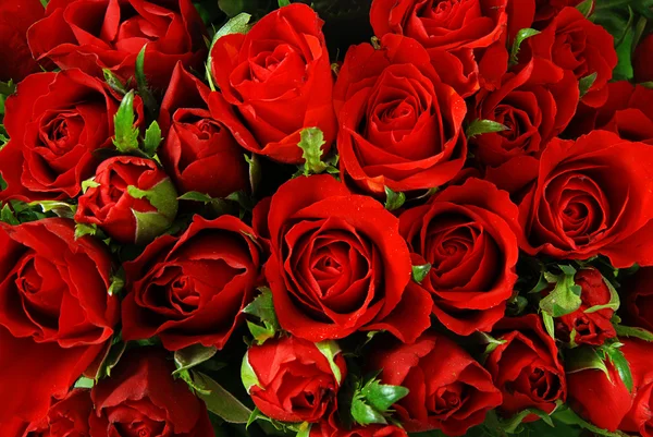 Roses background — Stock Photo, Image