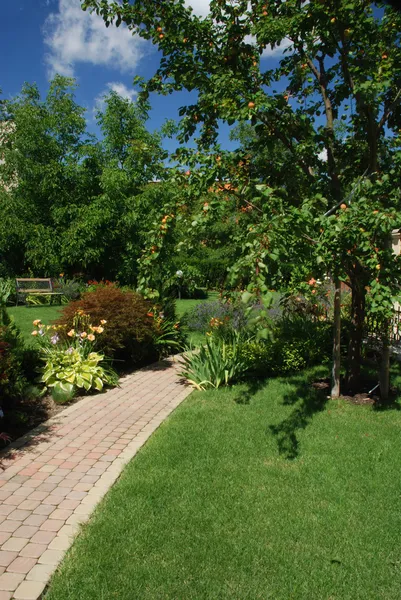 Jardín con albaricoque — Foto de Stock