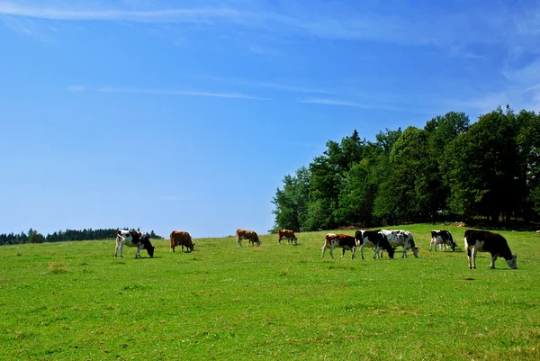 Stado krów — Zdjęcie stockowe