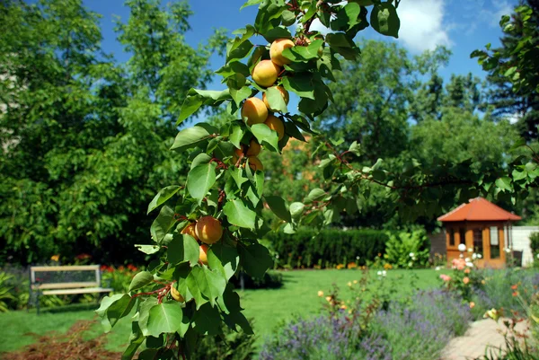 Jardin avec maison de jardin, abricots et banc — Photo