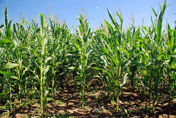 Поле зеленой кукурузы — стоковое фото