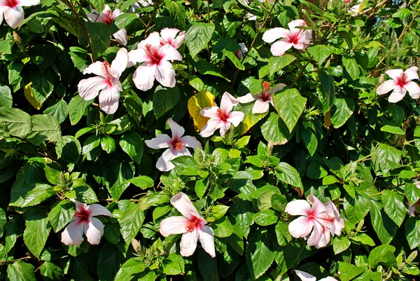 White hibiscus — Stock Photo, Image