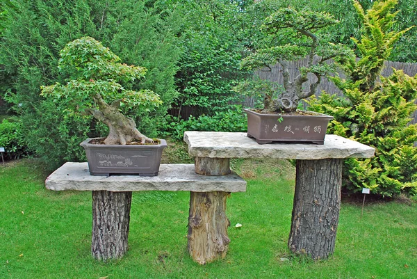 Two bonsai — Stock Photo, Image