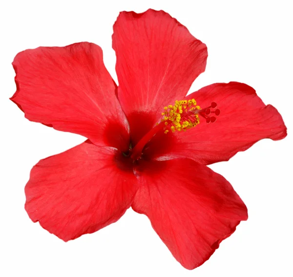 Flor de hibisco —  Fotos de Stock