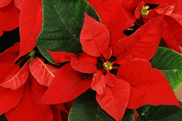 stock image Red Poinsettia