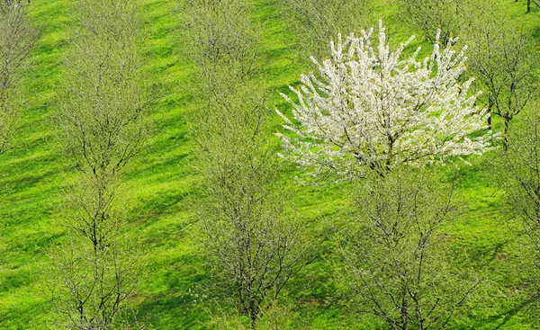 Дерево весной — стоковое фото
