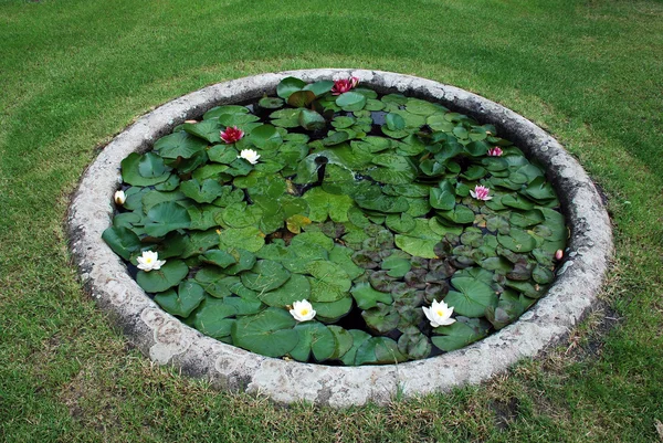 Estanque de jardín con loto de agua — Foto de Stock