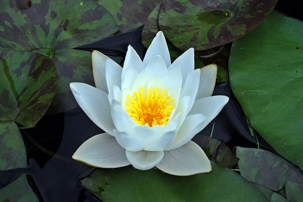 Белый цветок лотоса — стоковое фото