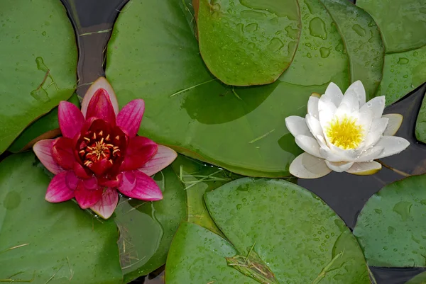 Two water lilies — Stock Photo, Image