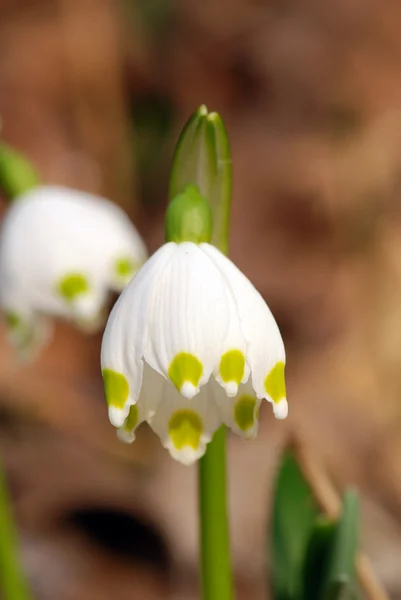 stock image Snowdrop Flowers