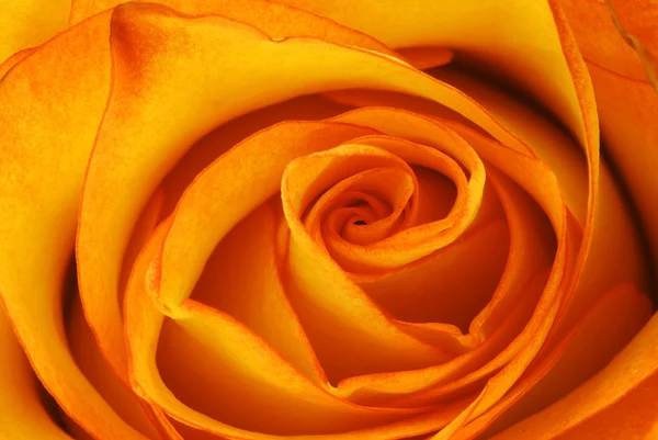 Orange rose — Stock Photo, Image