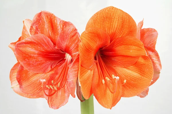 Orange Amaryllis — Stockfoto