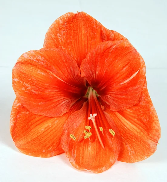 Pomarańczowy amarylis — Zdjęcie stockowe