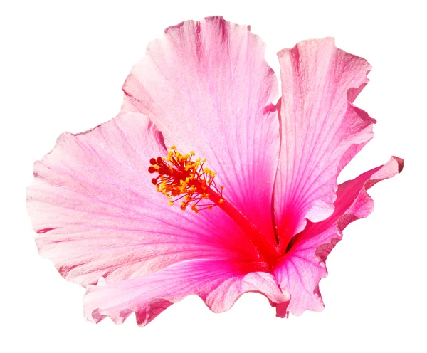 Hibiscus rose — Photo