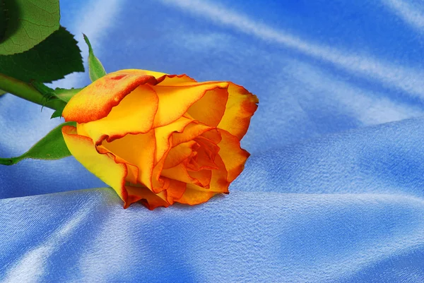 サテンのバラ — ストック写真