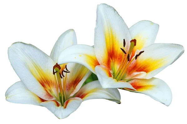 Two lilies Royalty Free Stock Images