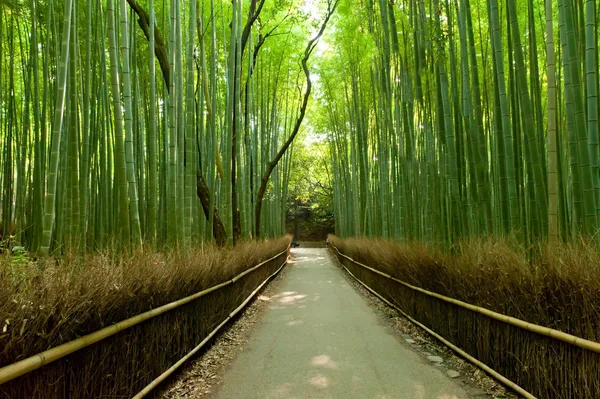 Bosque de bambú Imágenes de stock libres de derechos