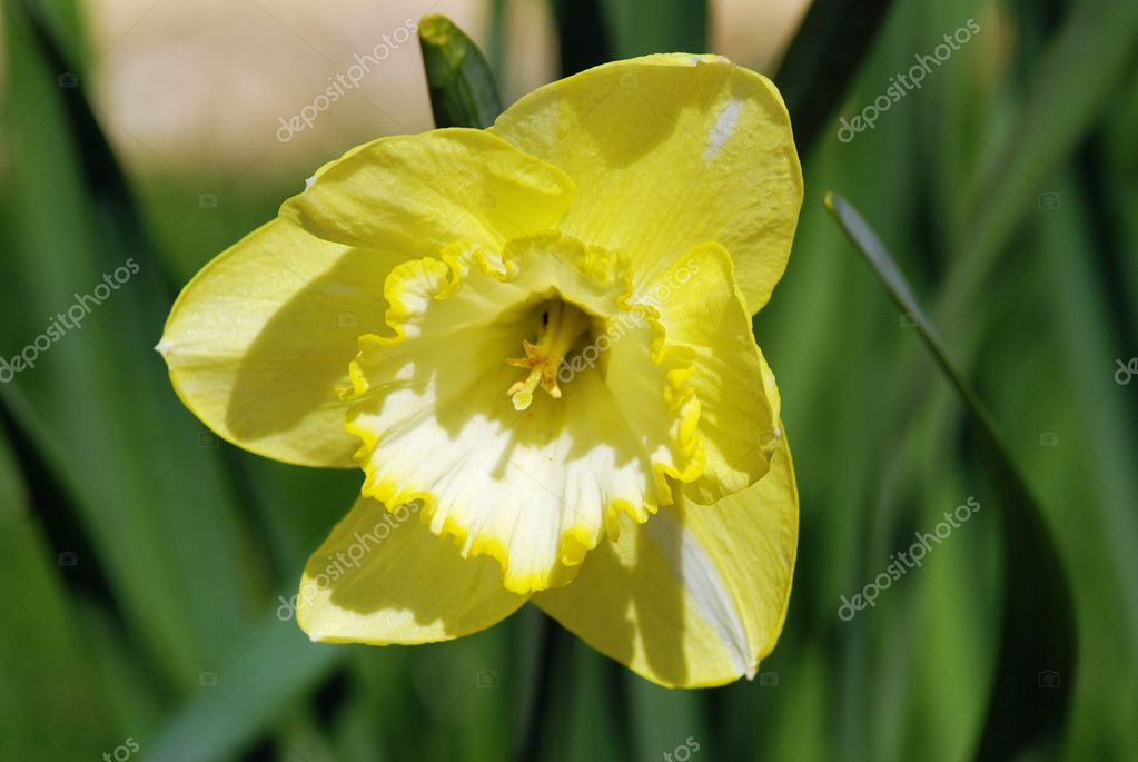 daffodil 