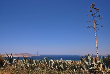 Greece and agave clipart