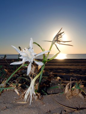 Lily at sunrise