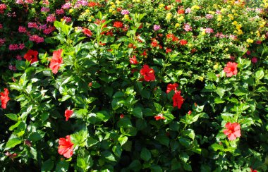 Hibiscus bush