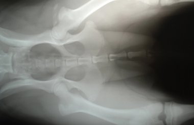 köpek x-ray