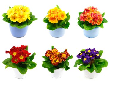 Set of primroses clipart