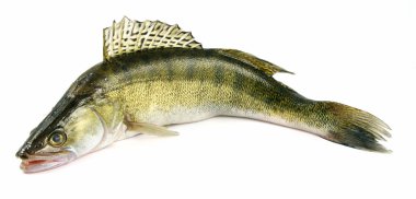 Walleye zander fish clipart