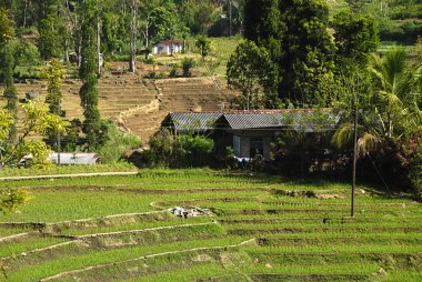 Rice field and farm clipart