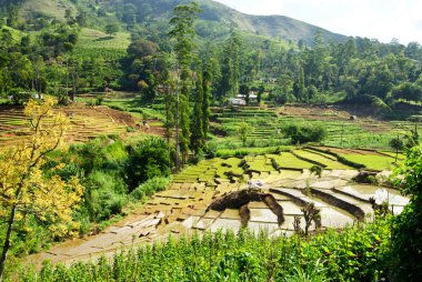 Rice field and farm clipart