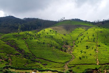 çay plantasyon