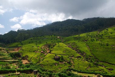 çay plantasyon