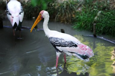 Painted Stork clipart