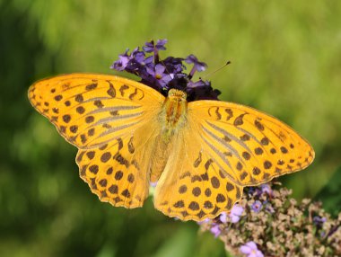 Silver Washed Fritillary clipart