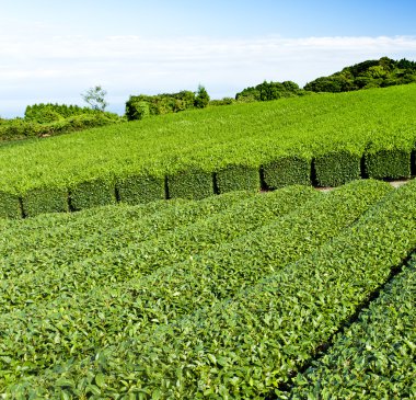 çay plantasyon