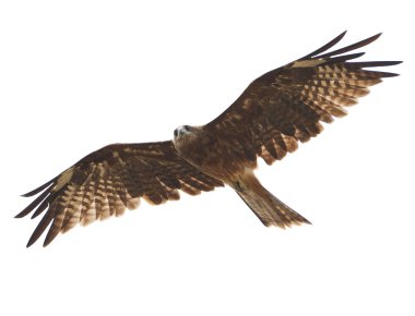 Black kite clipart