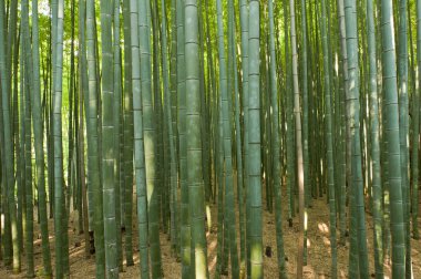 Bambu ormanı