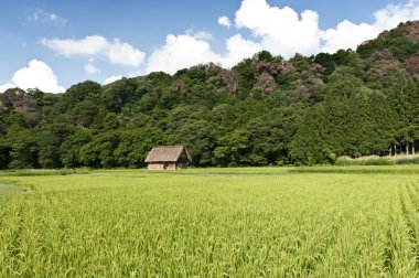 Rice field clipart