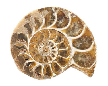 Ammonite clipart