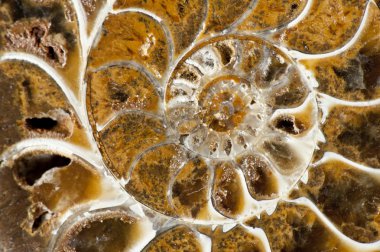 Ammonite clipart